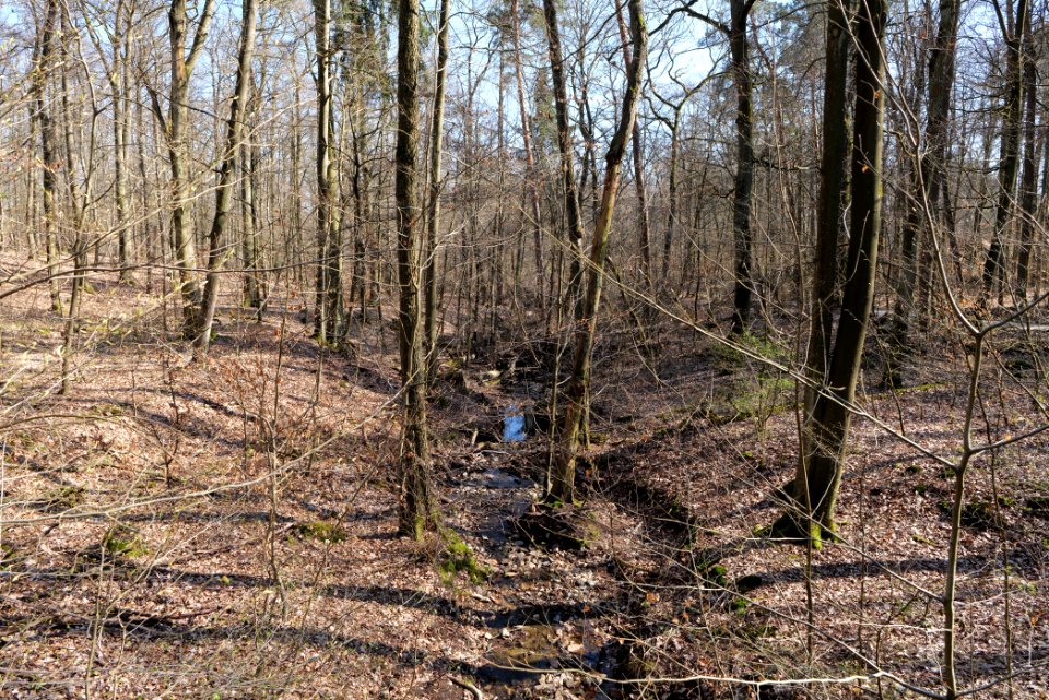 Fahrenbach Taunus 2021-04-02 05
