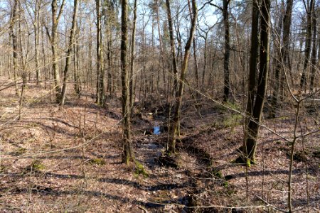 Fahrenbach Taunus 2021-04-02 05