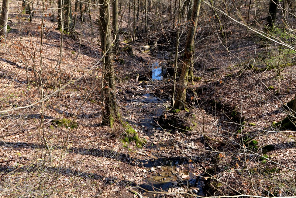 Fahrenbach Taunus 2021-04-02 04