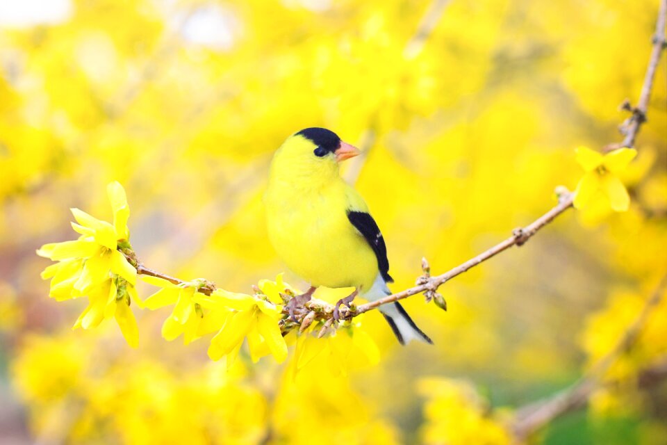 Yellow flowering tree nature