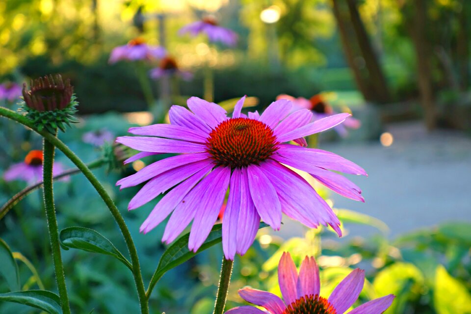 Plant blossom petal