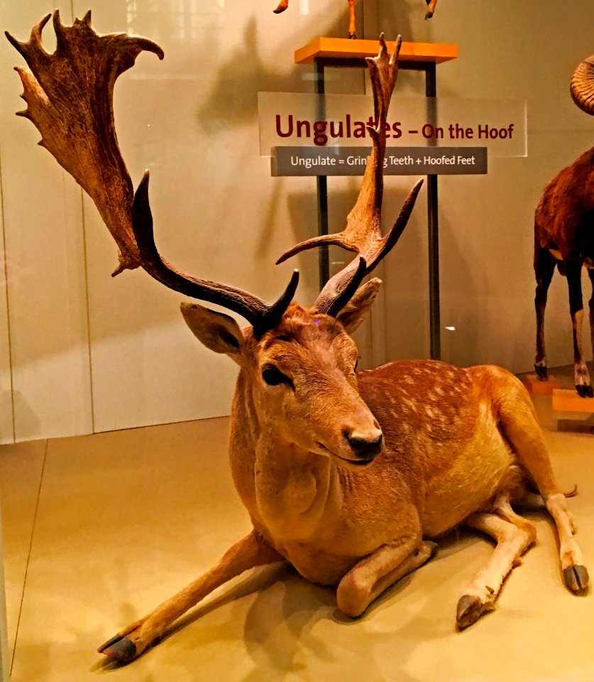 Fallow deer Dama Dama taxidermic IMG 2780