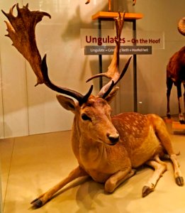 Fallow deer Dama Dama taxidermic IMG 2780