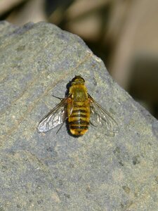 Insect rock detail