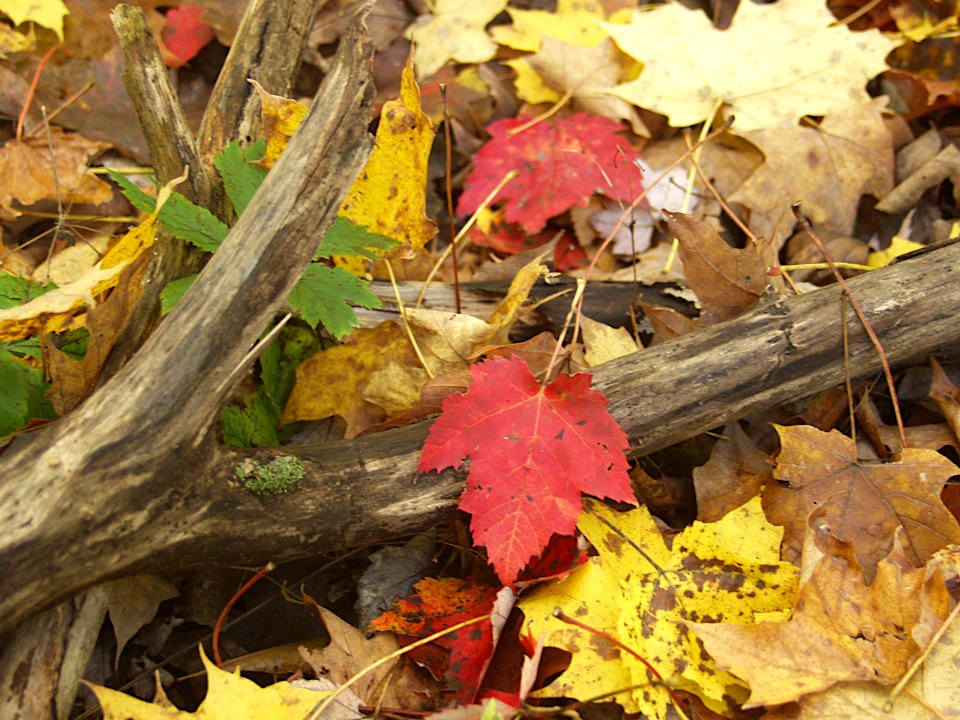 Fallen Leaves, Bird Park, Mount Lebanon, 2019-10-23, 01