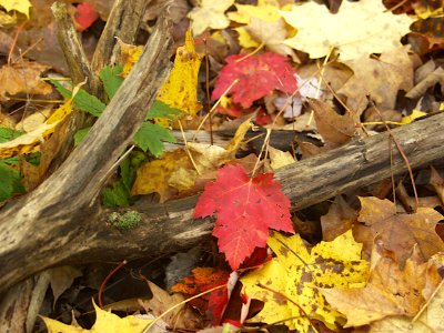 Fallen Leaves, Bird Park, Mount Lebanon, 2019-10-23, 01