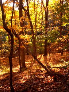 Fall leaves in Frick Park 01