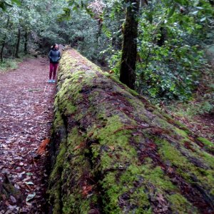 Fallen Redwood tree in Portola Redwoods State Park