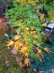Fall foliage - Portland Japanese Garden - Portland, Oregon - DSC08202