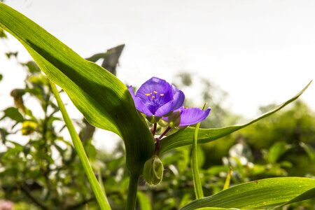 Garden petals blossom