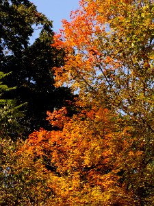 Fall colors, Seldom Seen, 2020-10-09, 03