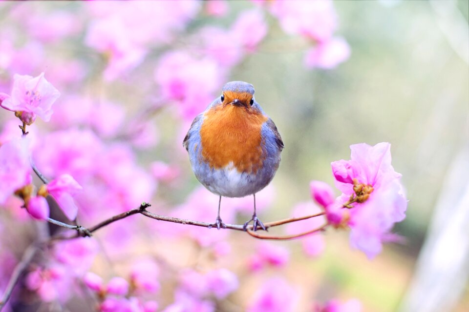 Robin flowers nature