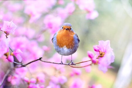 Robin flowers nature