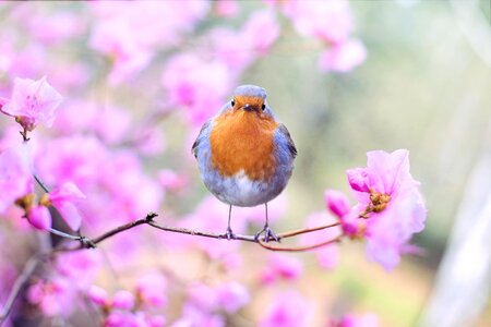 Robin flowers nature photo