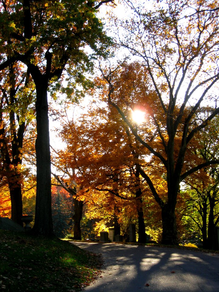 Fall landscape, Homewood Cemetery, 2020-11-08, 02
