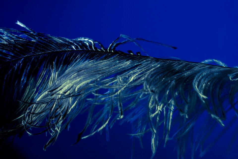 Strauss close up bird feather