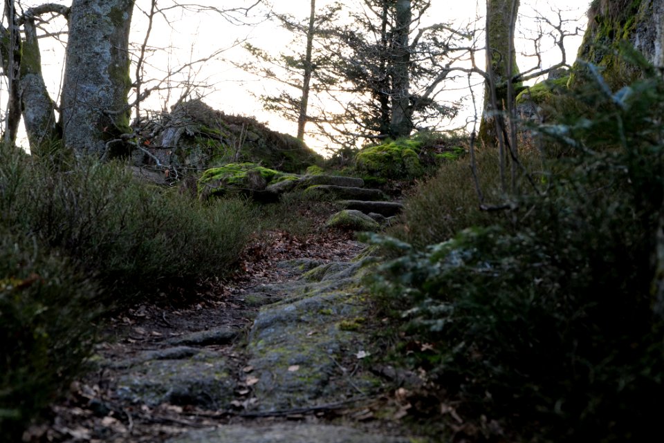 Falkenfelsen 2020-03-14 41