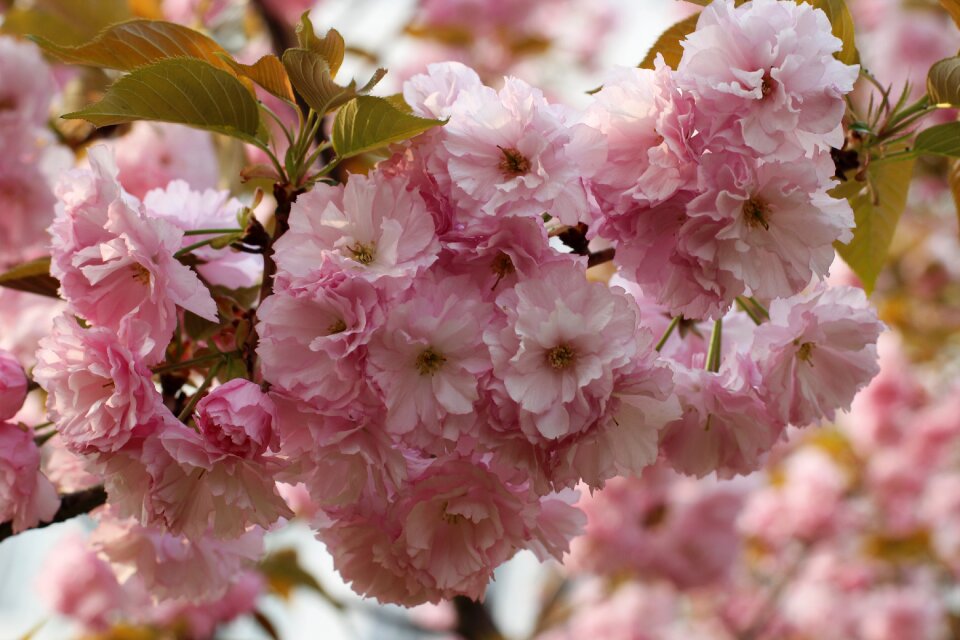 Campus officials micro spring the scenery