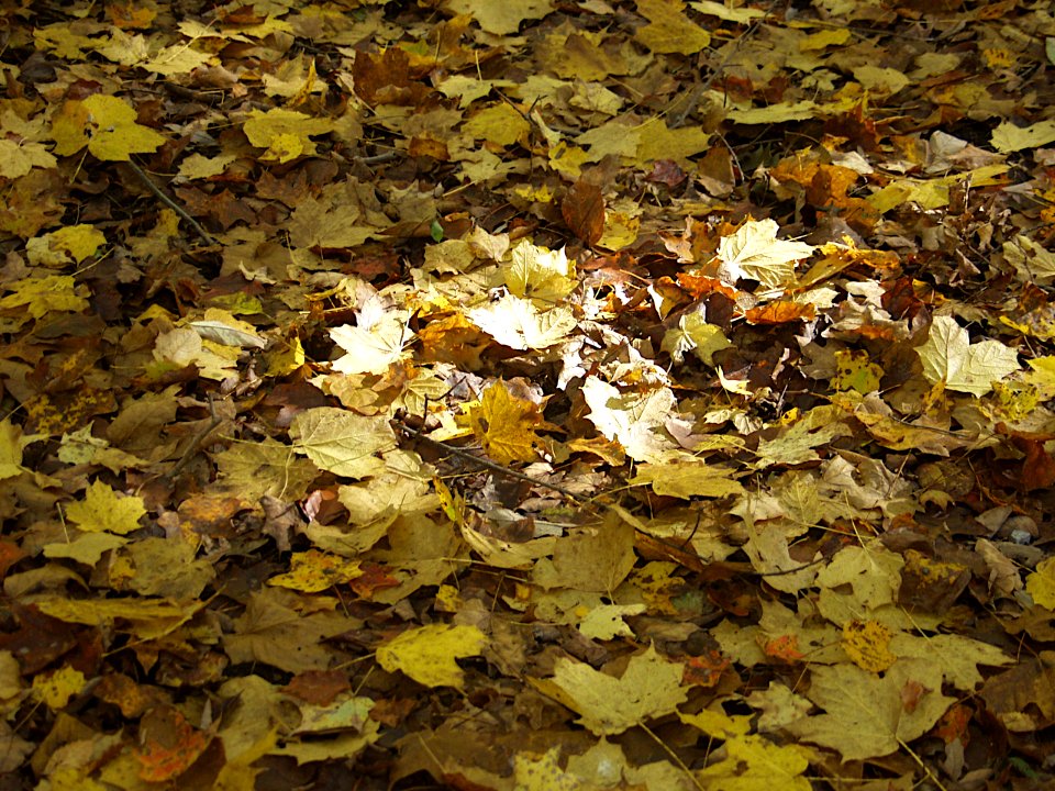 Fallen Leaves, Bird Park, Mount Lebanon, 2019-10-23, 02