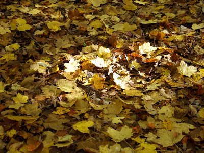 Fallen Leaves, Bird Park, Mount Lebanon, 2019-10-23, 02
