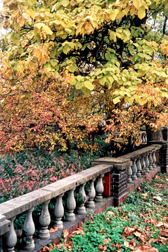 Fall colors, Mellon Park, 2008-11-08, 02