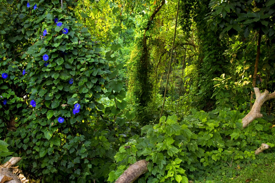 Rainforest fauna natural