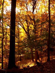 Fall leaves in Frick Park 02
