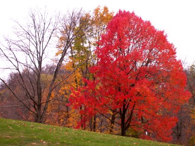 Fall colors, West End Park, 2014-11-08