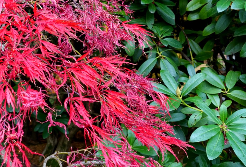 Fall foliage - Portland Japanese Garden - Portland, Oregon - DSC08230