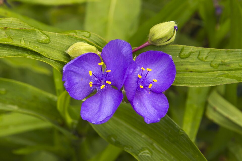 Garden petals blossom