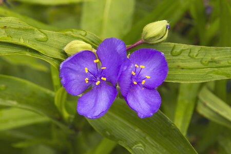 Garden petals blossom