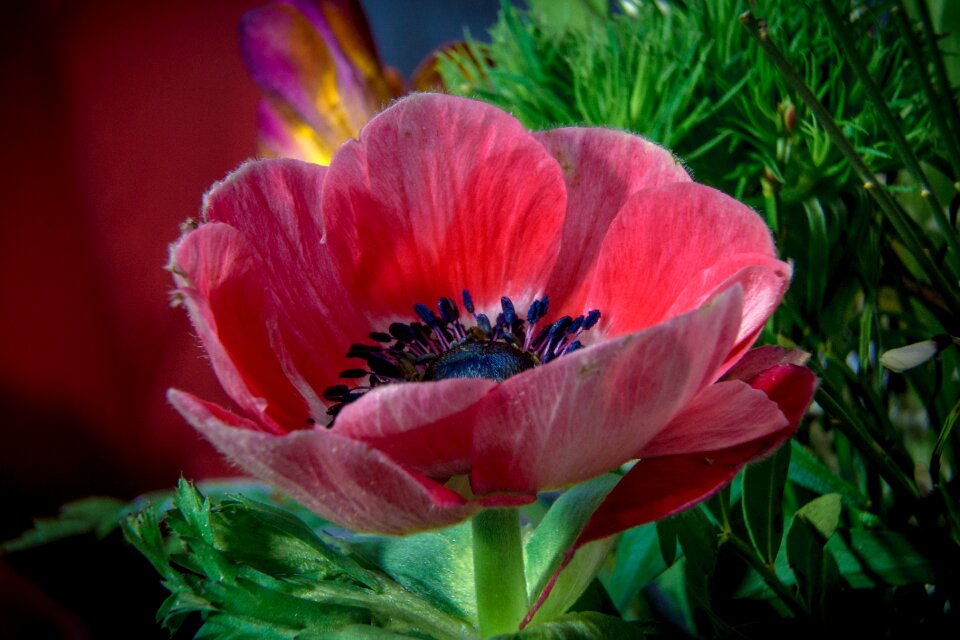 Bouquet close up nature photo