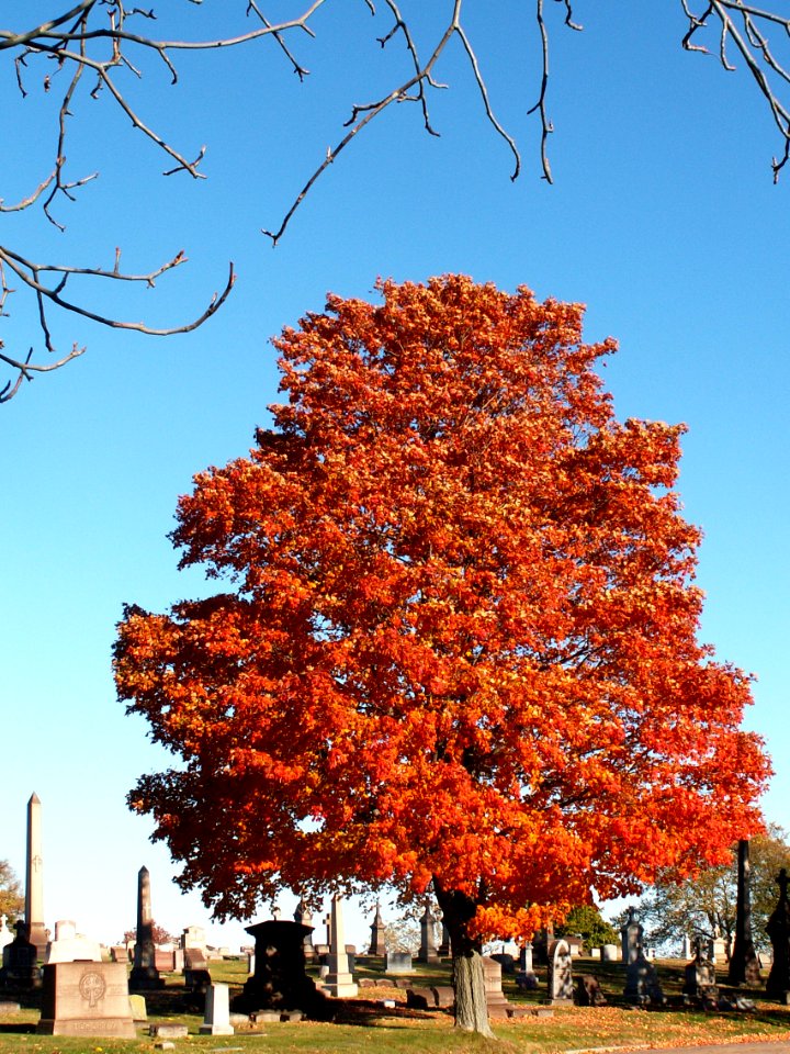 Fall leaves in Calvary Cemetery, Pittsburgh