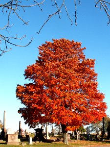 Fall leaves in Calvary Cemetery, Pittsburgh