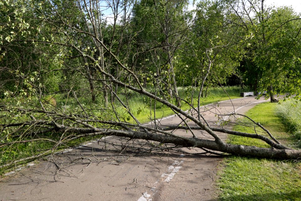 Fallen tree Hupisaaret Oulu 20190623