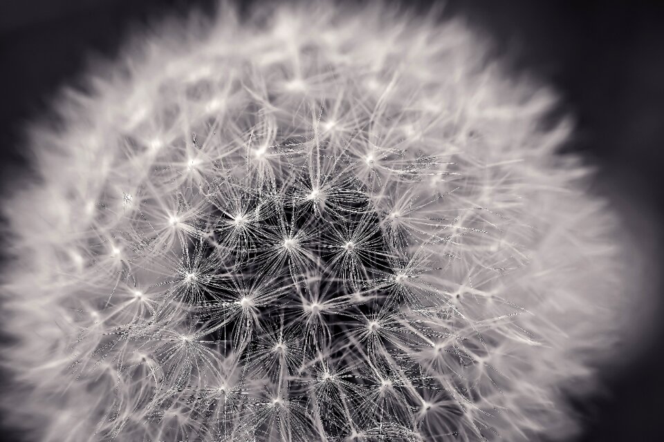 Nature macro flower