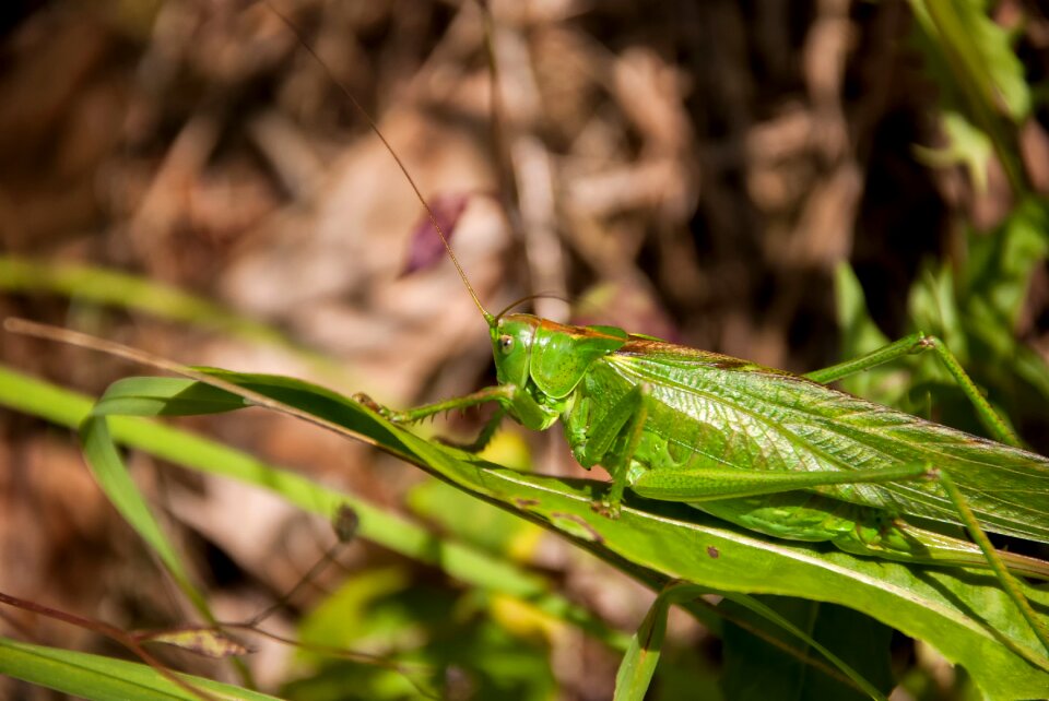 Green nature close up