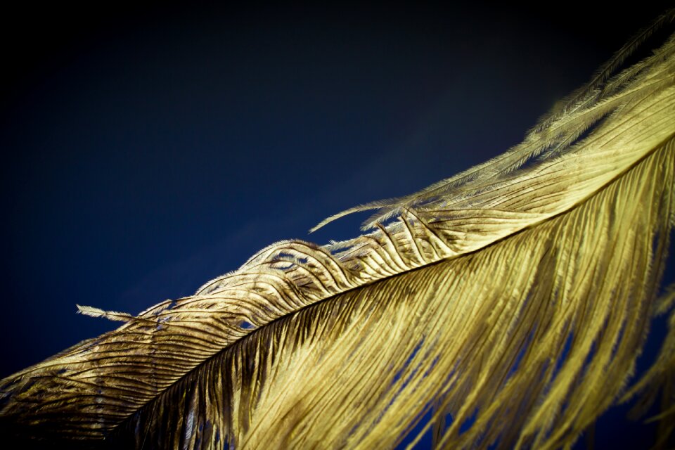 Strauss close up bird feather