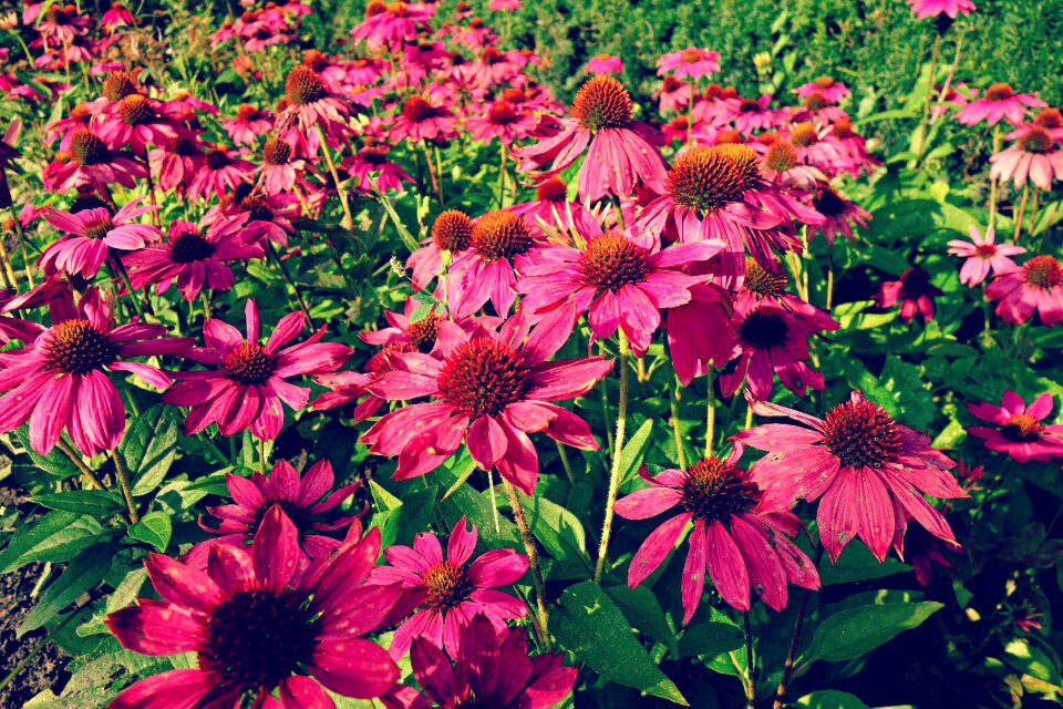 Plant purpurea echinacea