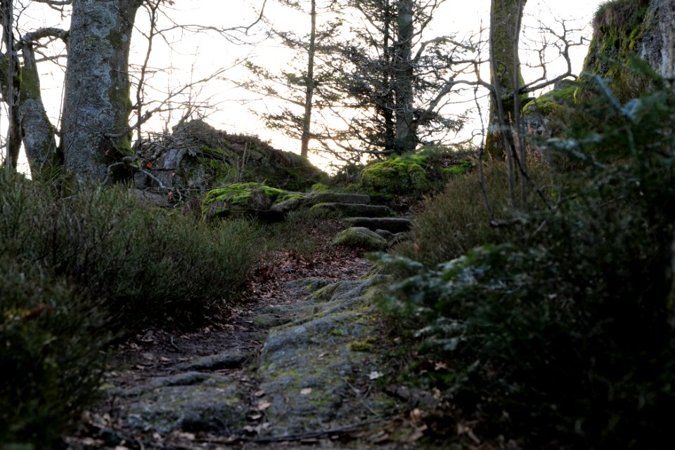 Falkenfelsen 2020-03-14 42