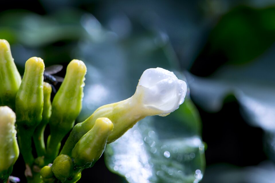 White botanical petal