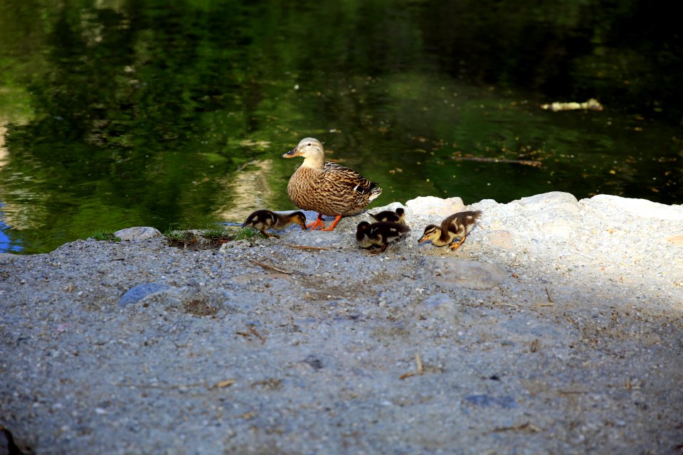 Famille canards Cols-verts au Vigan