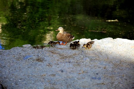 Famille canards Cols-verts au Vigan