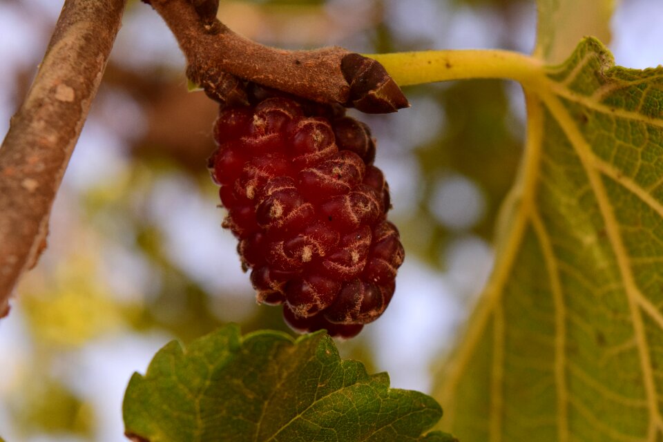 Moraceae fruit morus