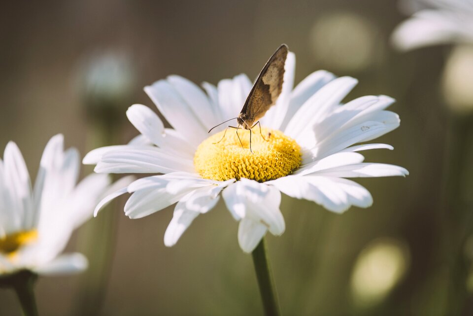 White flower butterfly meadow brown