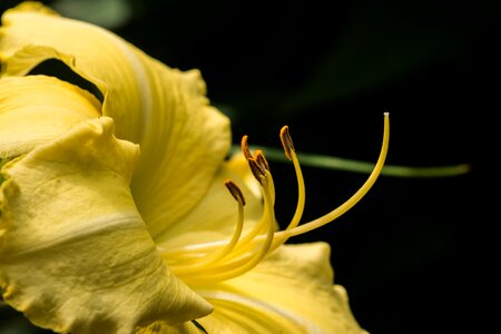 Summer blossom yellow
