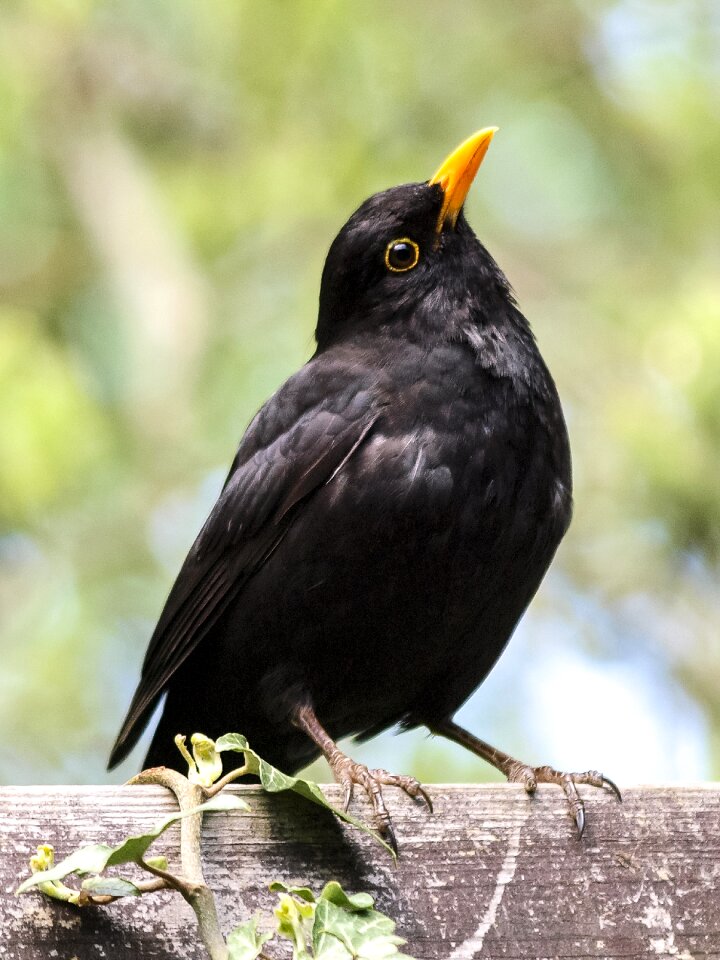 Garden bird animal nature