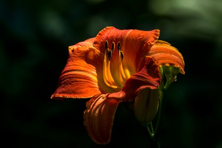 Summer nature blossom photo