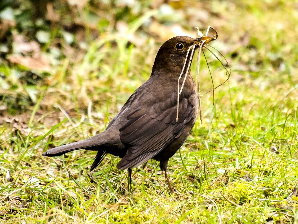 Garden bird animal nature
