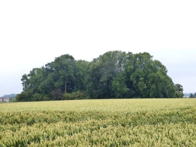 Faimes-Tumulus van Saives (2)